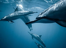 Kaiyun Sports-欧冠淘汰赛 利物浦出师不利